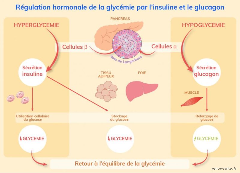 Quelles sont les deux principales hormones qui régulent la glycémie ? Tout comprendre sur l'insuline et le glucagon