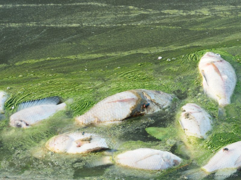 Quelles sont les maladies causées par les algues ? Vérités sur les menaces invisibles de nos eaux