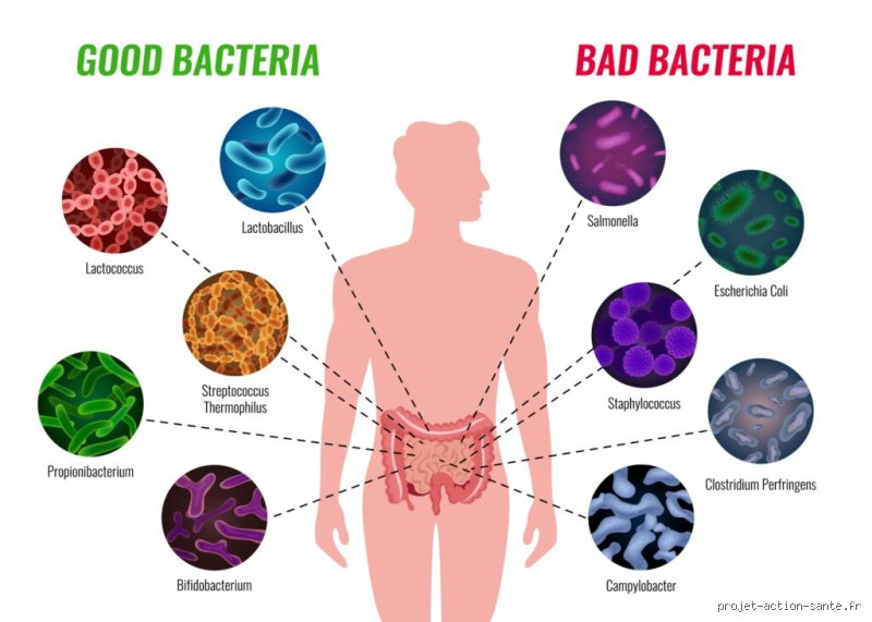 Quelles sont les mauvaises bactéries présentes dans l'intestin ?