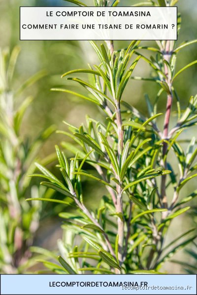 Les Vertus Réelles de la Tisane de Romarin : Bien Plus Qu'une Simple Infusion Digestive