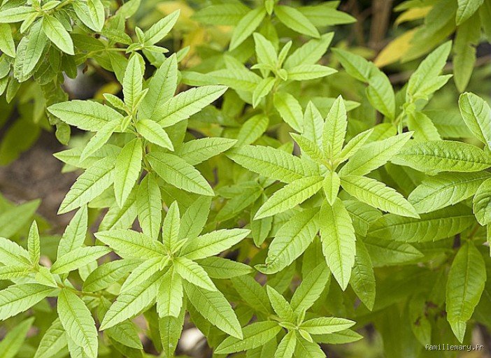 Quelles sont les vertus de la verveine ?