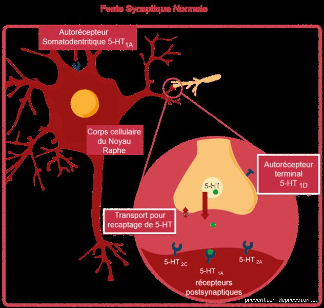 Quels sont 5 effets dépresseurs sur le cerveau ? Comprendre l'impact réel des substances sédatives sur votre système nerveux