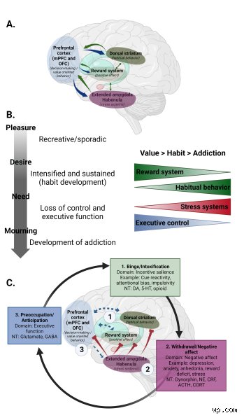Quels sont les 4 stades ou schémas de la toxicomanie ? Comprendre la spirale de la dépendance pour mieux s'en sortir