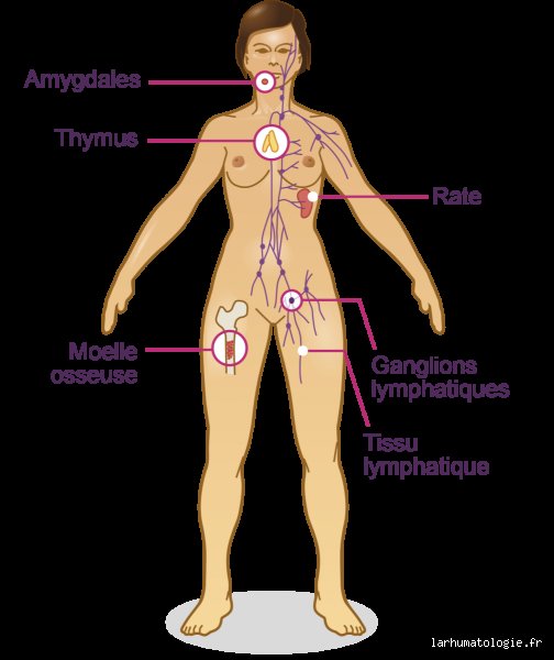 Quels sont les cinq organes du système immunitaire ? Le guide complet pour comprendre votre forteresse biologique intérieure
