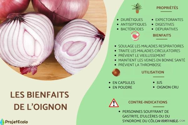 Quels sont les dangers de l'oignon ? Entre mythes culinaires, réalités toxicologiques et précautions insoupçonnées