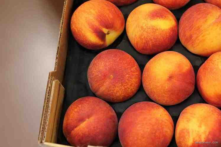 Quels sont les effets de la pêche sur le foie : entre vertus nutritionnelles et risques toxiques invisibles
