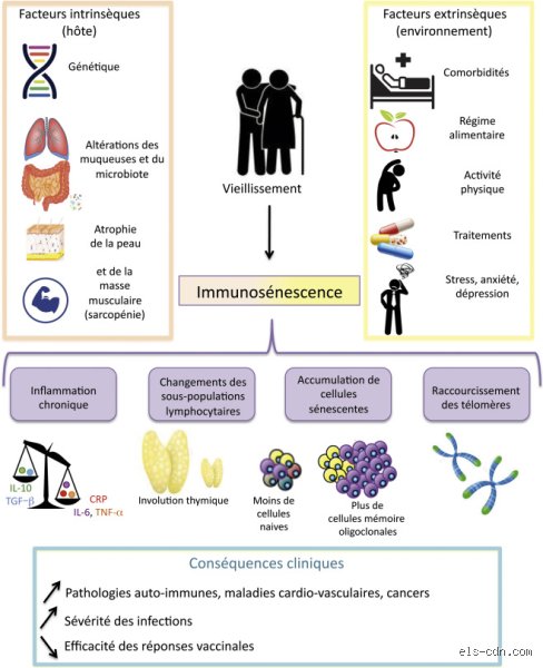 Quels sont les effets du vieillissement sur le système immunitaire : comprendre l'immunosénescence pour mieux protéger sa santé durablement