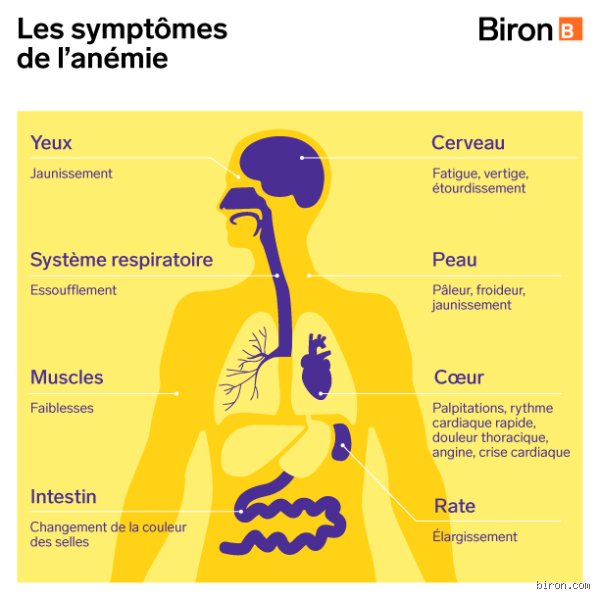 Quels sont les facteurs aggravants de l'anémie : ce qui précipite réellement la chute de vos réserves de fer et d'hémoglobine