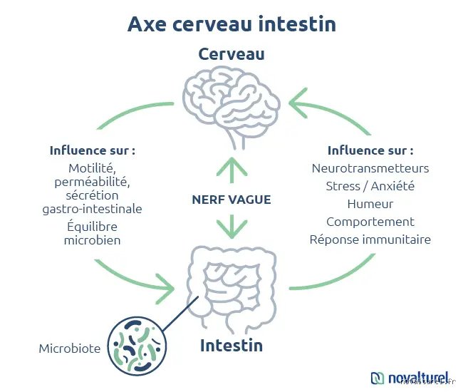 Quels sont les problèmes intestinaux liés au stress ? Comprendre enfin ce lien toxique entre votre cerveau et votre ventre
