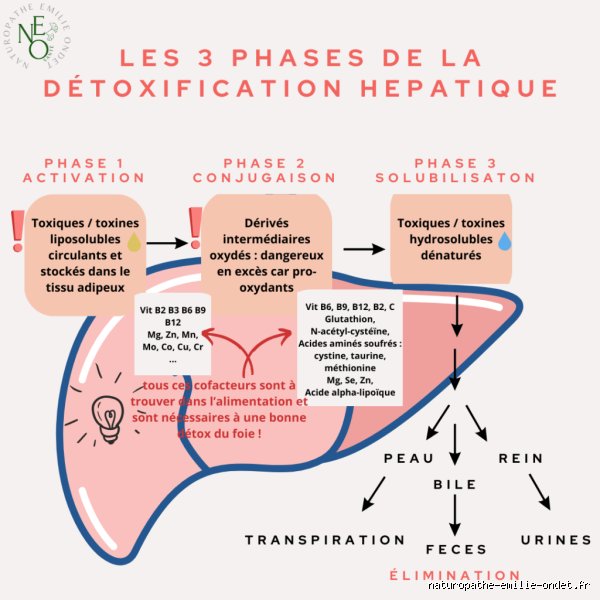 Quels sont les signes que le foie se détoxifie ? Comprendre enfin les mécanismes de régénération de votre filtre vital