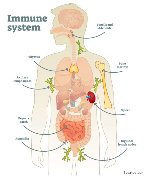 Quels sont les signes que votre système immunitaire fonctionne correctement et comment interpréter les signaux de votre corps ?