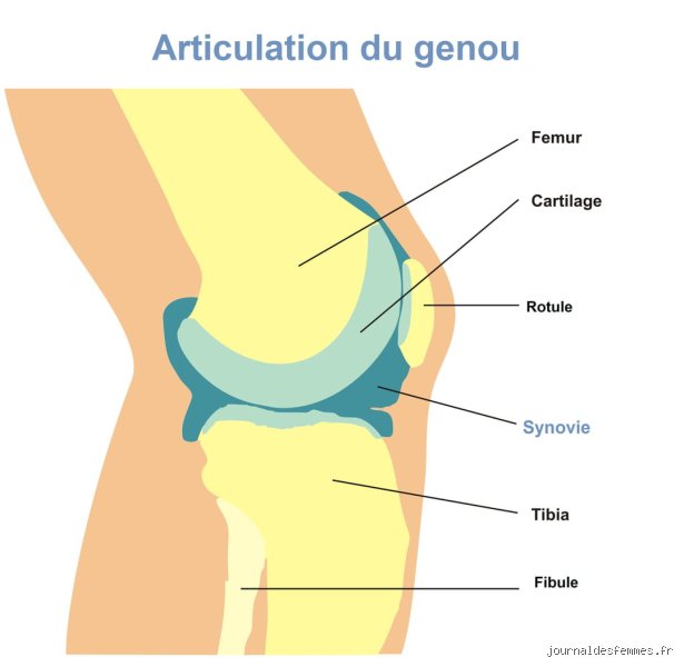 Quels sont les symptômes d'un manque de liquide synovial dans le genou et comment identifier ce signal d'alarme de vos articulations ?