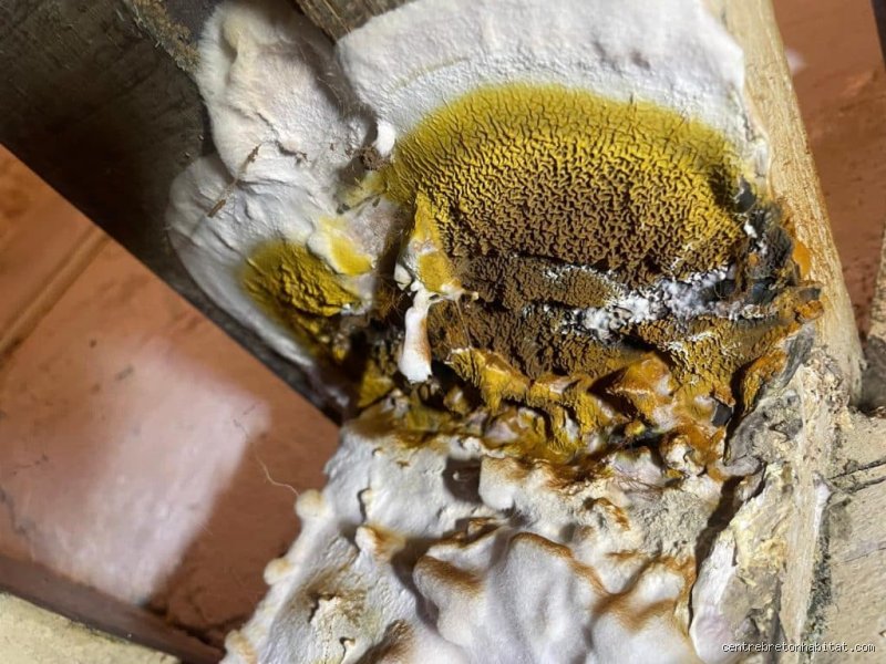 Quels sont les symptômes d'une présence de champignons dans une maison ? Le guide complet pour protéger votre santé et votre logement