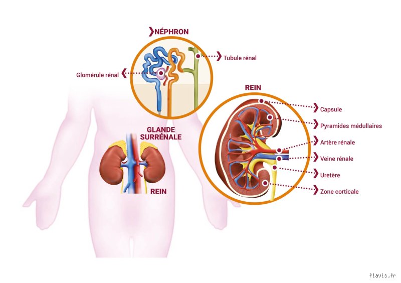 Quels sont les trois premiers signes d'alerte d'une maladie rénale : le guide complet pour ne pas passer à côté du diagnostic