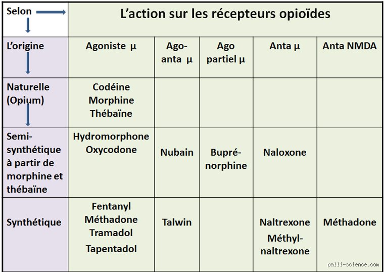 Quels sont les trois types d'opioïdes ? Entre soulagement chimique, dépendance et enjeux de santé publique