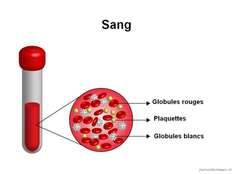 Un taux élevé de globules blancs signifie-t-il une septicémie ? Vérités médicales et pièges du diagnostic d'urgence
