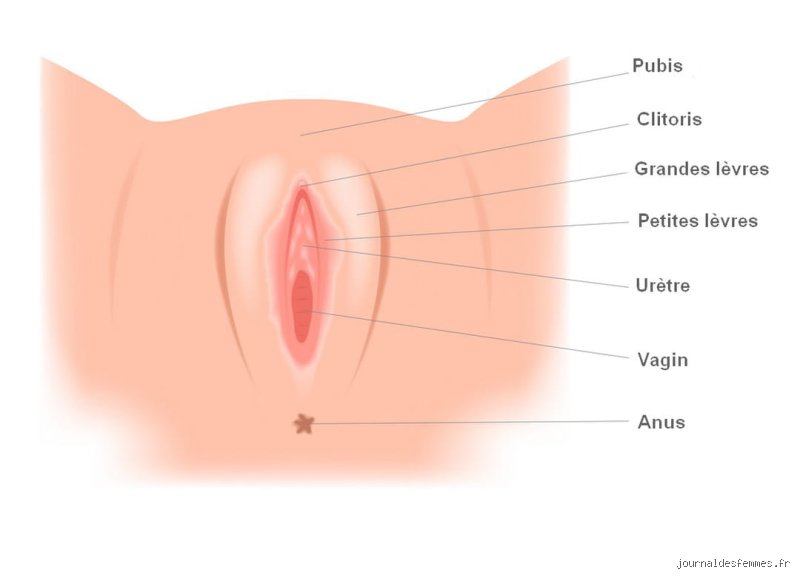 Une fille peut-elle être tellement serrée que ça en fasse mal ? Comprendre les réalités anatomiques et les blocages musculaires