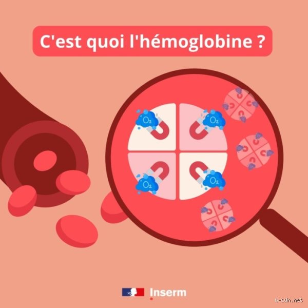 Une personne peut-elle survivre avec un taux d'hémoglobine de 3 ? Ce que disent la médecine d'urgence et les faits réels
