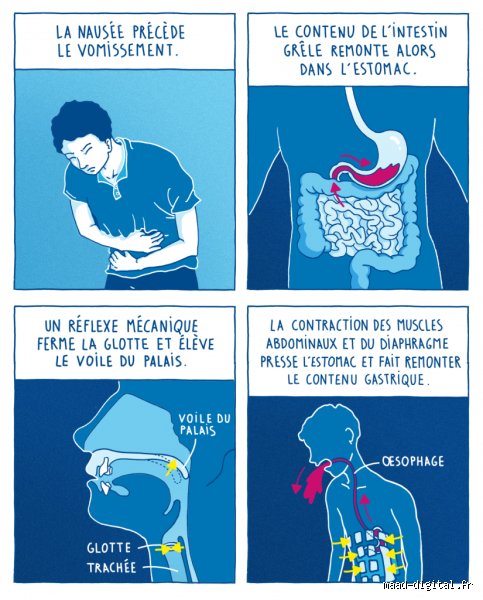 Vaut-il mieux vomir ou attendre que ça passe : le dilemme biologique entre soulagement immédiat et risques réels