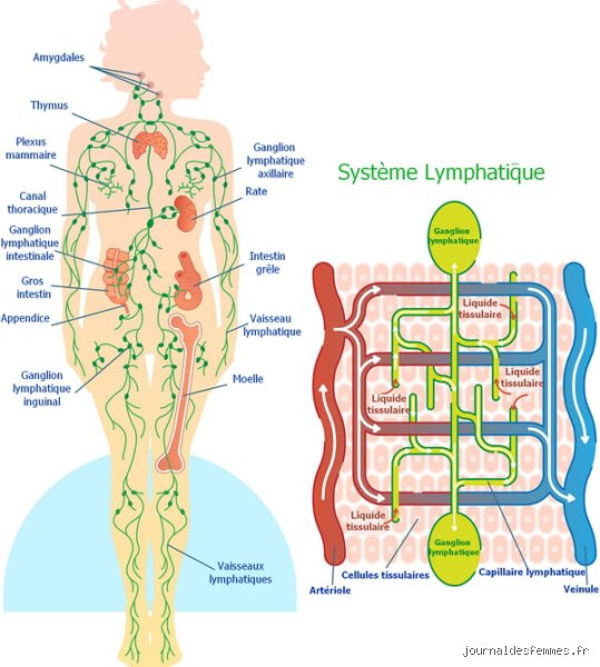 Comment désengorger le système lymphatique ?