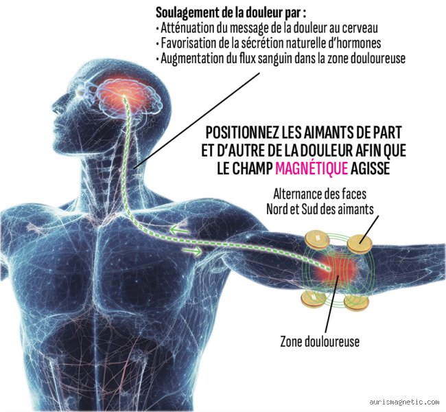 Comment le magnétisme affecte-t-il le corps humain ? La vérité scientifique entre thérapies alternatives et réalités biologiques