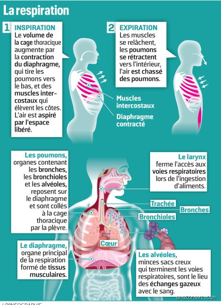 Comment respirer pour ne pas être essoufflé : le guide complet pour maîtriser son souffle au quotidien