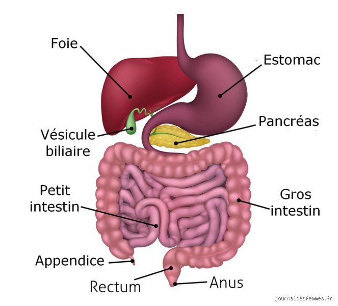Comment savoir si c'est le pancréas ou l'estomac : le guide expert pour décrypter vos douleurs abdominales sans faire d'erreur