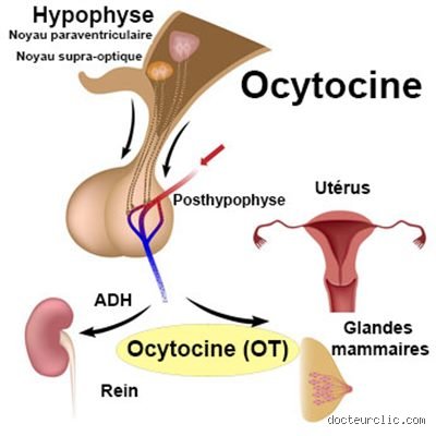 Comment savoir si vous souffrez d’un déficit en ocytocine ?