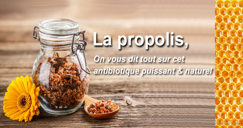 Est-ce que la propolis est un antibiotique naturel ?