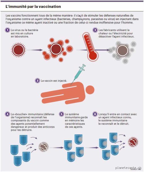 Le corps peut-il se guérir lui-même d'une infection bactérienne ? Vérités, limites et mécanismes d'une immunité souvent sous-estimée