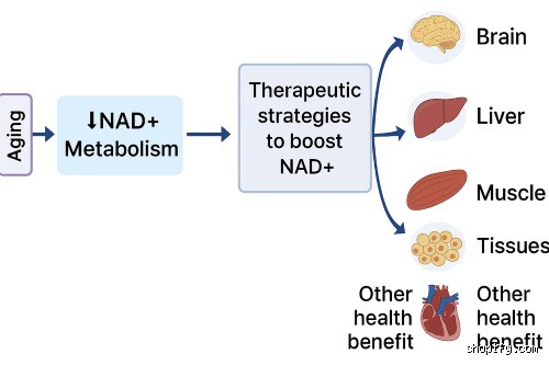 Le NAD+ est-il utile en cas d'anémie ? Ce que la science nous cache sur la fatigue profonde