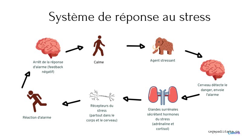 Où Ressent-on le Stress ?