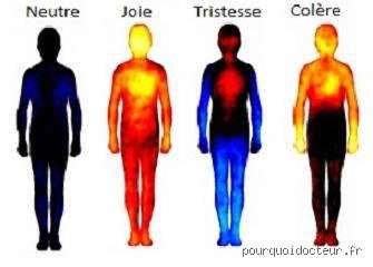 Où se loge la colère ? Anatomie d’une émotion brute entre les circuits du cerveau et le nœud de l’estomac