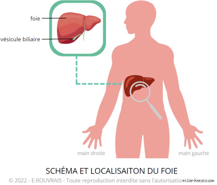 Où taper pour atteindre le foie ?