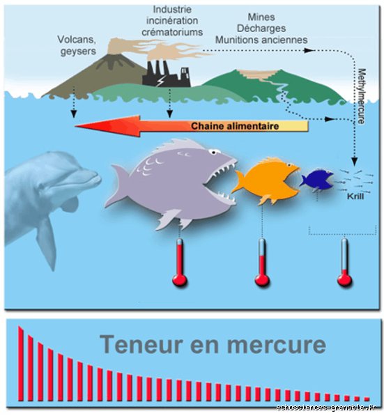 Peut-on contracter une intoxication au mercure en consommant des crevettes ou est-ce un mythe sanitaire persistant ?