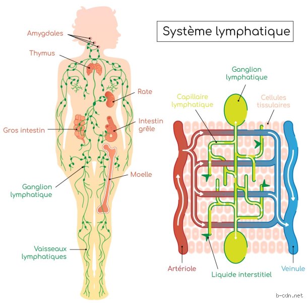 Pourquoi la lymphe coule des jambes ? Comprendre la lymphorrhée et ses causes