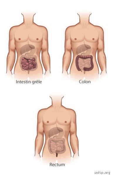 Pourquoi mes intestins ne se vident-ils pas complètement ? Comprendre enfin cette sensation d'évacuation incomplète au quotidien