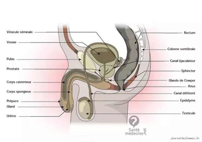 Pourquoi mon prépuce ne recouvre pas mon gland ?