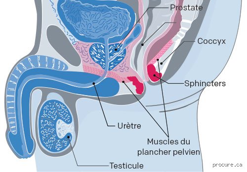 Pourquoi ne devriez-vous pas vous faire opérer de la prostate ? Le guide sans tabou sur les risques réels et les alternatives