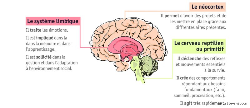Qu’est-ce qui accélère la guérison du cerveau ? Les nouvelles frontières de la neuroplasticité expliquées par la science