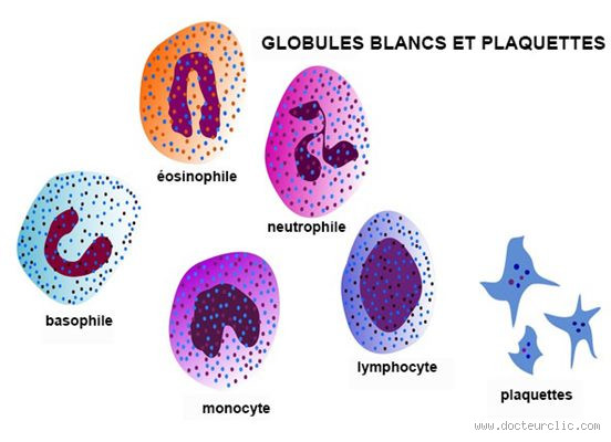 Qu'est-ce qui peut détruire les globules blancs ?