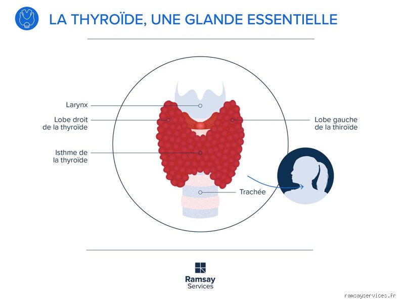 Qu'est-ce qui provoque des problèmes de thyroïde ?