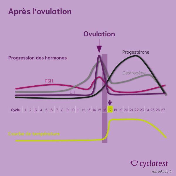 Qu'est-ce qui se passe après l'ovulation ?