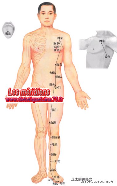 Le pancréas en médecine chinoise : pourquoi cet organe fantôme est en réalité le pivot caché de votre vitalité