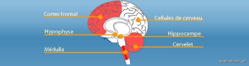 Quel alcool est bon pour la santé du cerveau ? La vérité scientifique entre mythes de comptoir et neurosciences