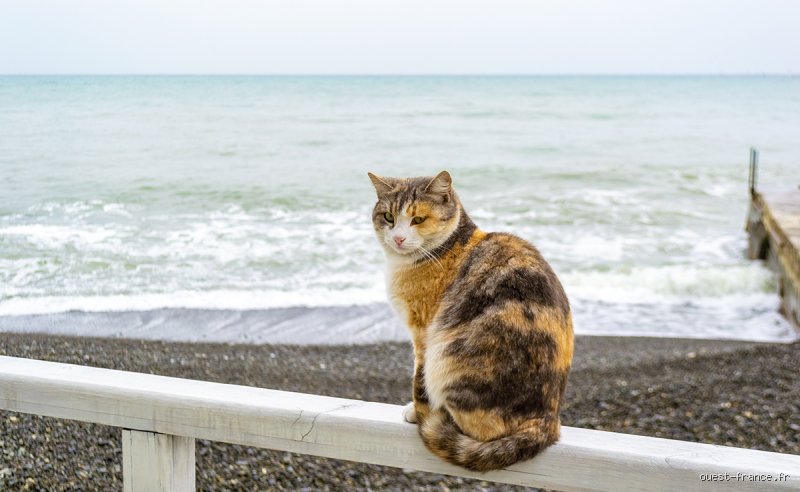 Quel animal peut boire l'eau de mer sans risquer sa vie dans les océans de notre planète ?