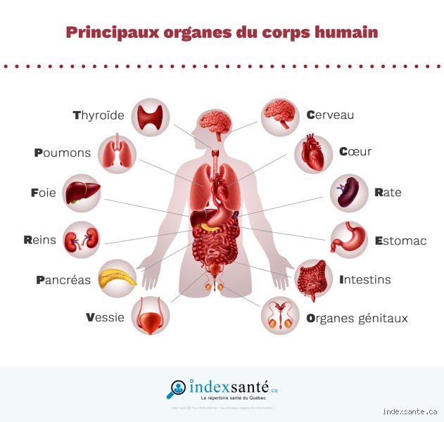 Quel est l'organe le plus puissant du corps ? La réponse pourrait vous surprendre