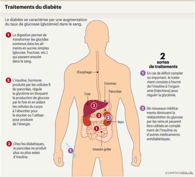 Quel est l’organe qui élimine le sucre ? La vérité sur le rôle secret de notre métabolisme