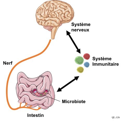 Comprendre enfin quel est le lien entre l'estomac et le cerveau pour révolutionner votre santé