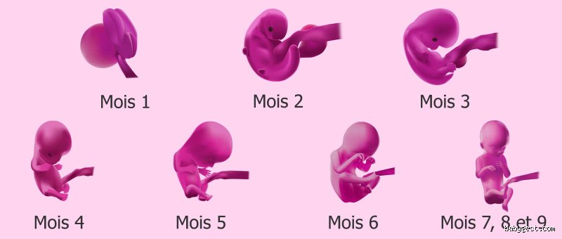 Quel est le mois le plus important de la grossesse ?